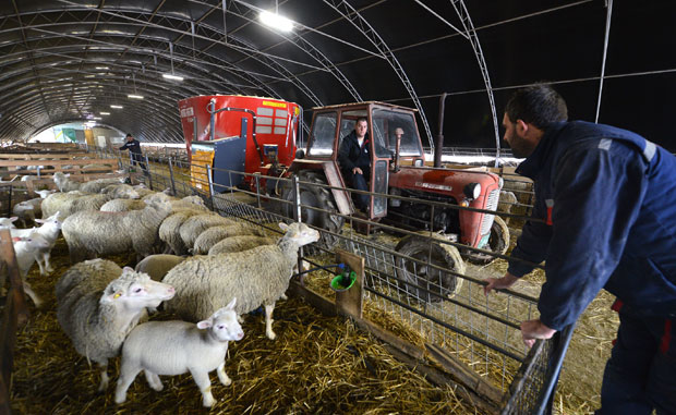 СОФТВЕР ЗА СВАКУ ОВЦУ: Фармом управља помоћу рачунара